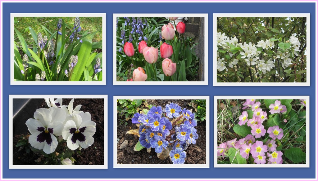 April Spring flowers. Maundy Thursday. by grace55