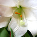 Easter Lily by gq
