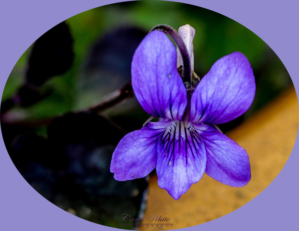 Wood Violet by carolmw