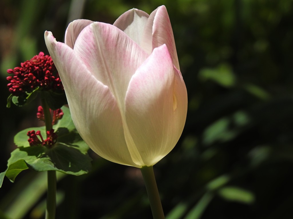 Tulip Bloom by janeandcharlie