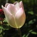 Tulip Bloom by janeandcharlie