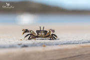 18th Apr 2019 - crusty the crab