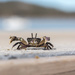 crusty the crab by ulla
