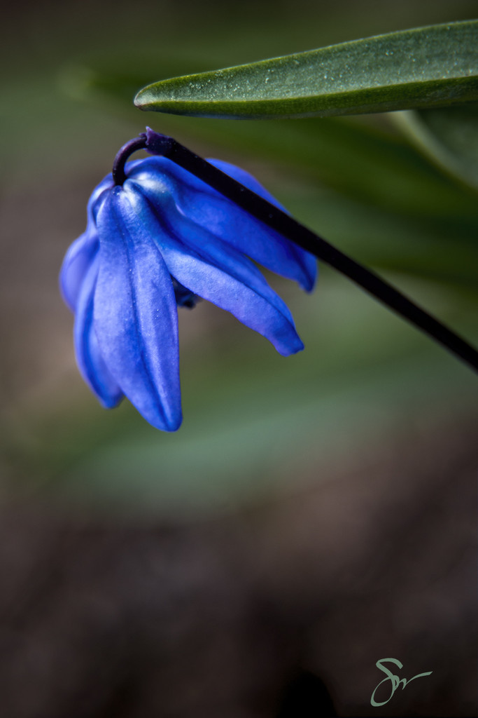 Siberian Squill by skipt07