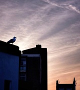 18th Apr 2019 - Seagull silhouette
