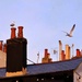 Rooftop and chimneypots  by 4rky