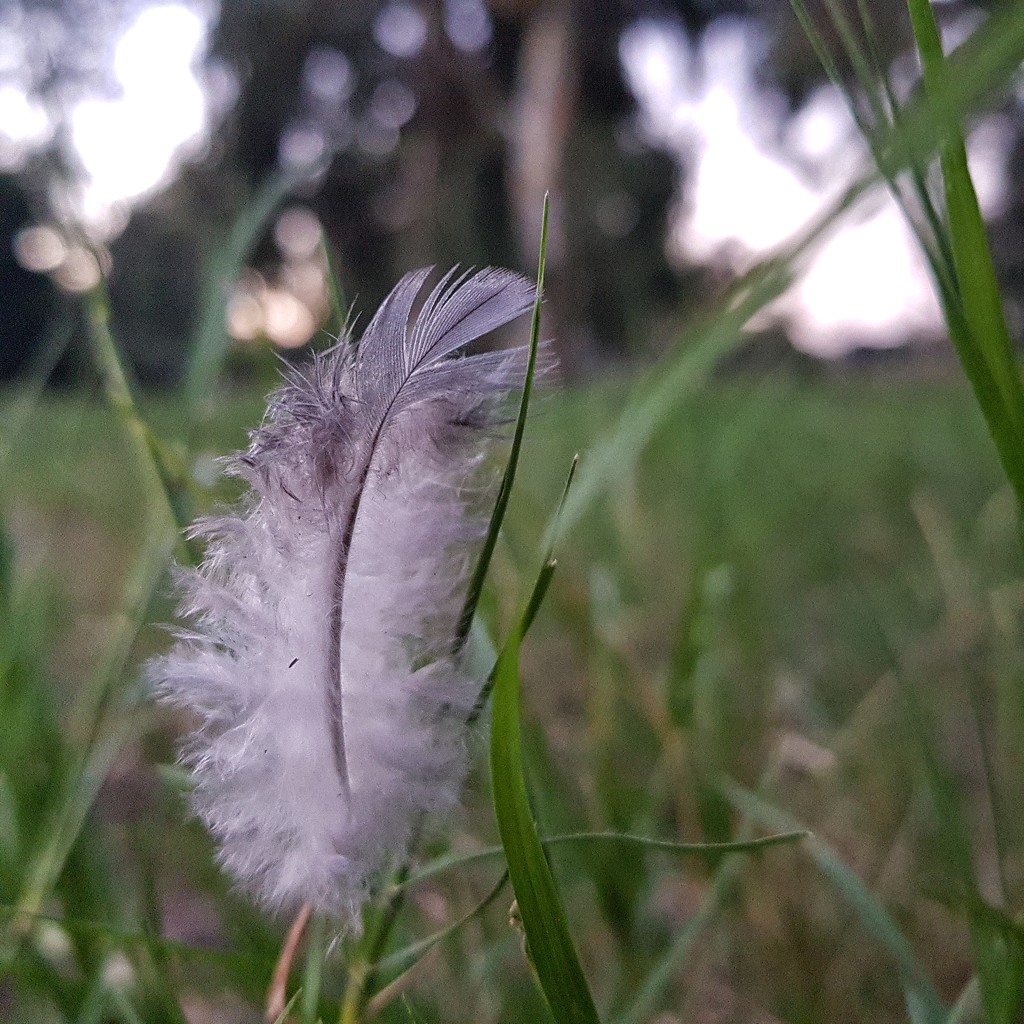 My feather by eleanor