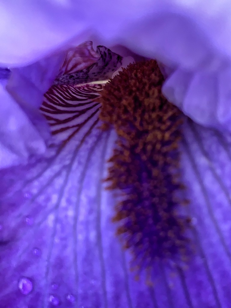 Interior of an iris by shutterbug49