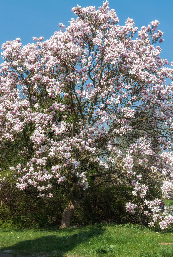 magnolia by lastrami_