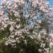 magnolia by lastrami_