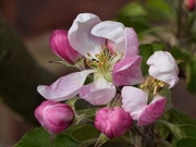 18th Apr 2019 -  Apple Blossom 