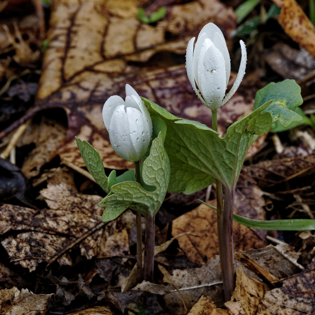 bloodroot profile by rminer