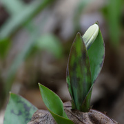 18th Apr 2019 - trout lily