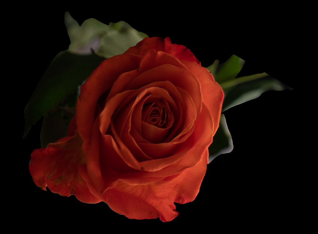 Orange rose by randystreat