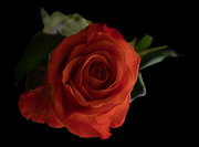 18th Apr 2019 - Orange rose