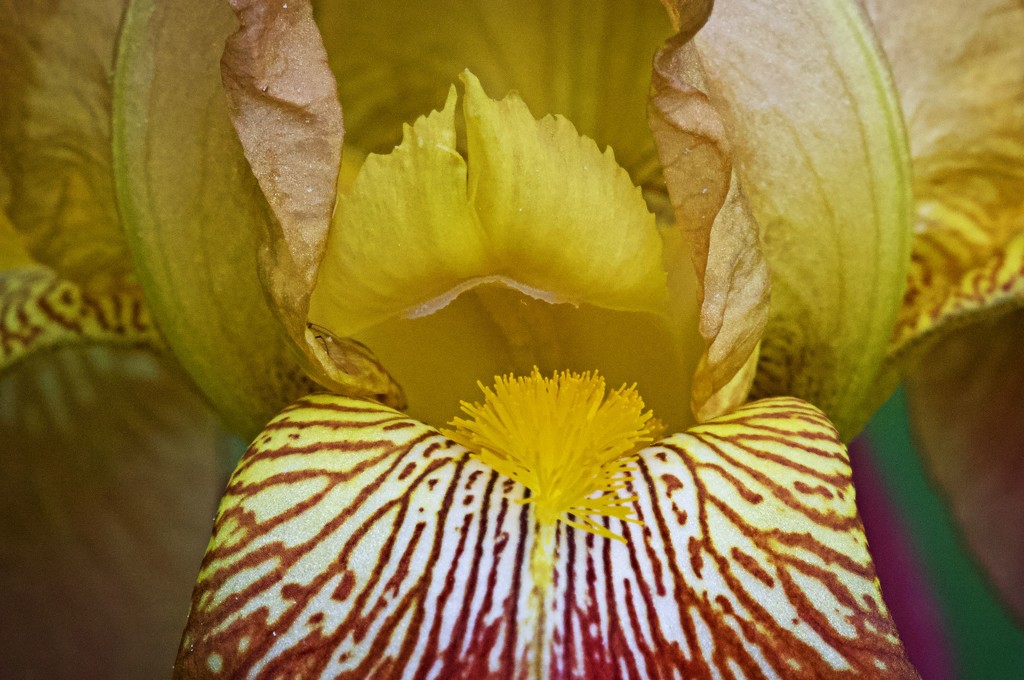 LHG_7278 differrent iris,different view by rontu