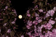 18th Apr 2019 - The moon and the cherry tree