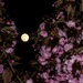 The moon and the cherry tree by rjb71