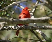 13th Apr 2019 - LHG_7255 Summer tanager