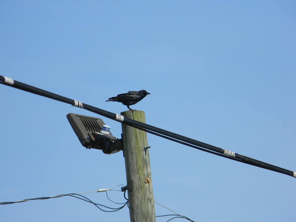 Crow on Utility Pole  by sfeldphotos