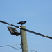 Crow on Utility Pole  by sfeldphotos