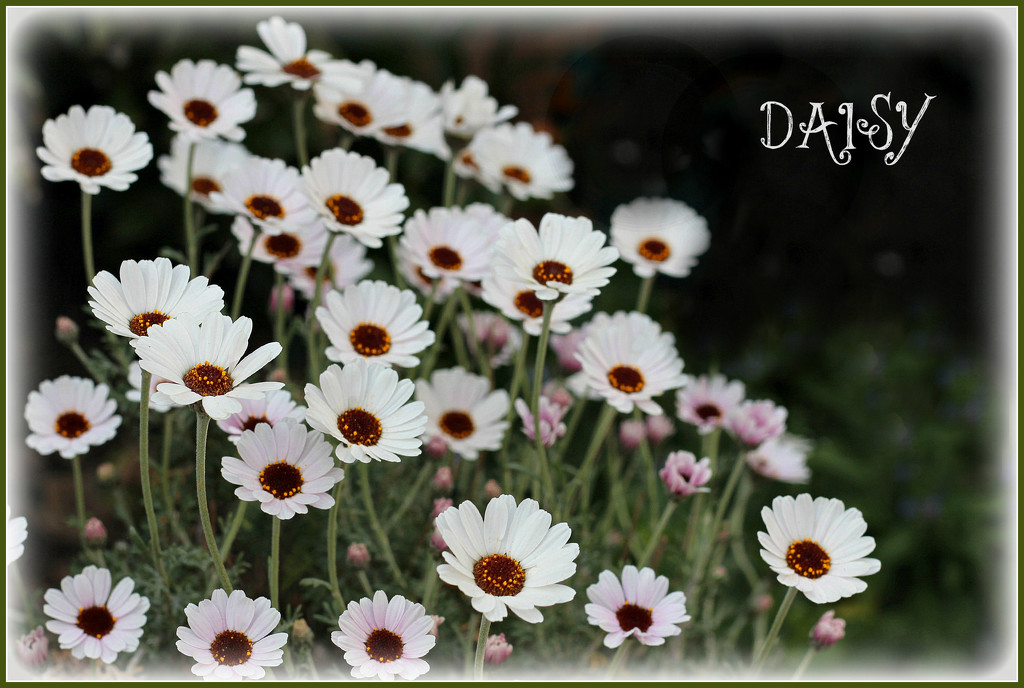 Daisy. by wendyfrost