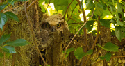 18th Apr 2019 - Get Ready, I Found Another Owl's Nest!