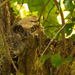 Get Ready, I Found Another Owl's Nest! by rickster549
