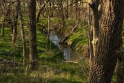 8th Apr 2019 - Forest Creek