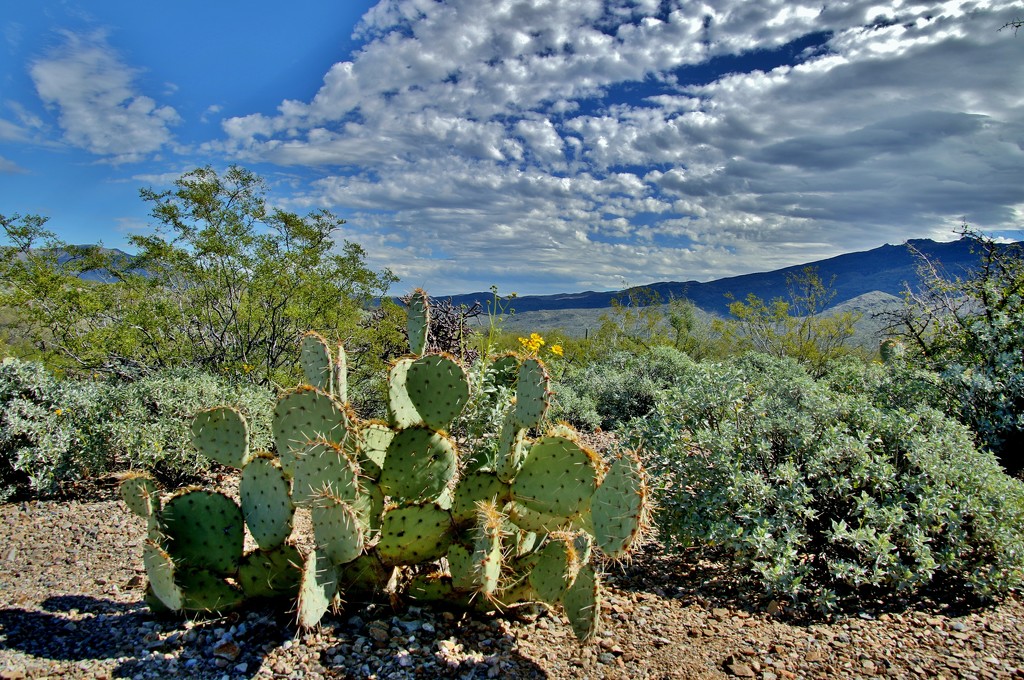 Tucson, Arizona by lynnz