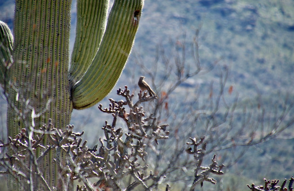 Cactus Bird by lynnz