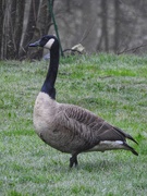 18th Apr 2019 - Canadian Goose