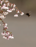 19th Apr 2019 - Bee and Blossom
