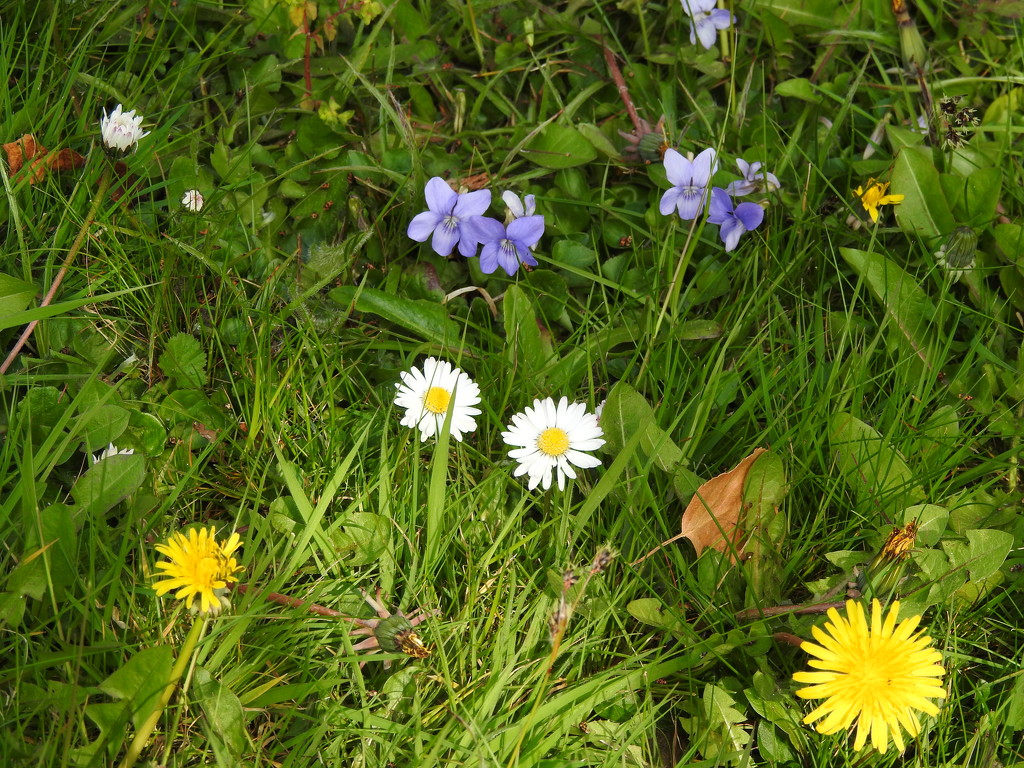 Violets, Daisys and  Dandelions by oldjosh