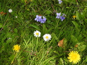 15th Apr 2019 - Violets, Daisys and  Dandelions