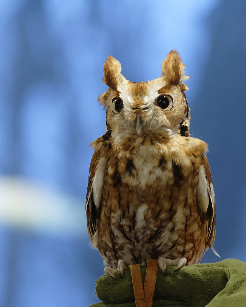 Screech owl by rminer