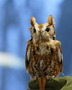 14th Apr 2019 - Screech owl
