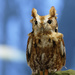 Screech owl by rminer