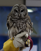 14th Apr 2019 - Barred Owl