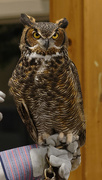 14th Apr 2019 - Great Horned Owl