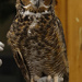 Great Horned Owl by rminer