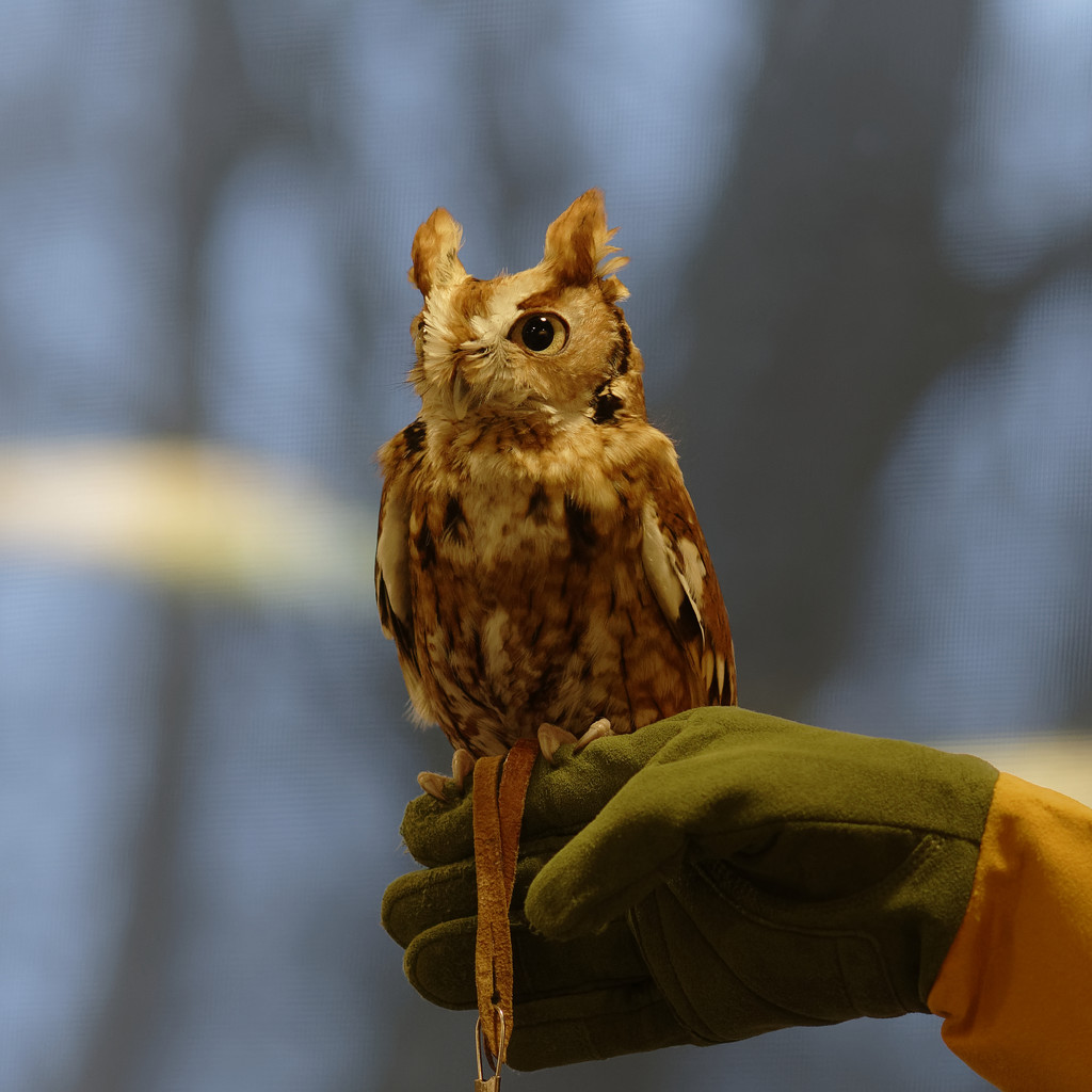 Screech Owl Portrait by rminer
