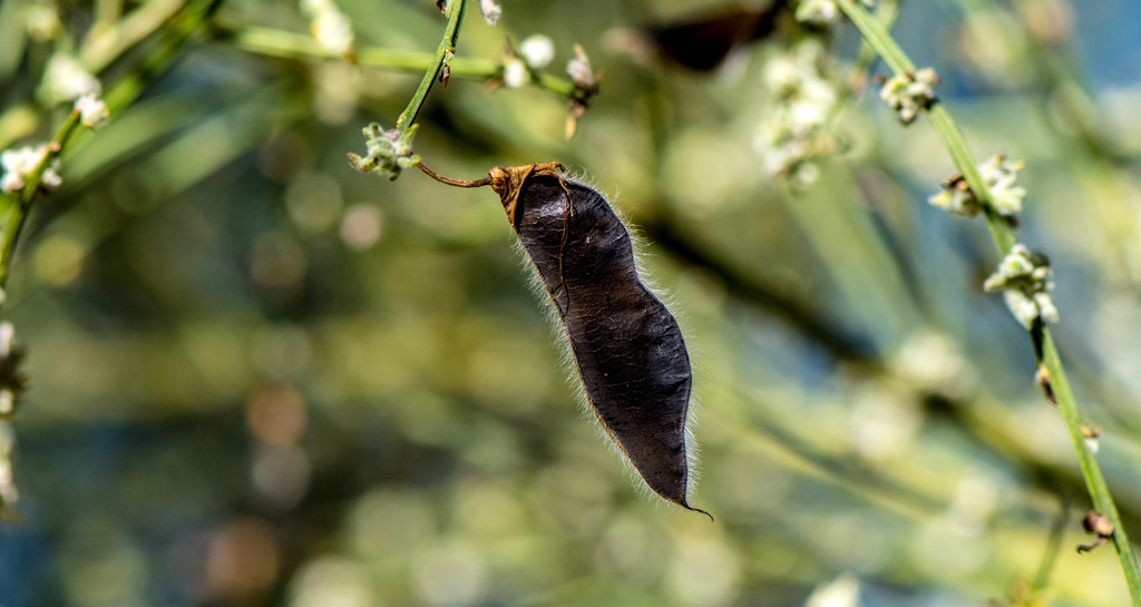 A lonely seed pod...... by gigiflower