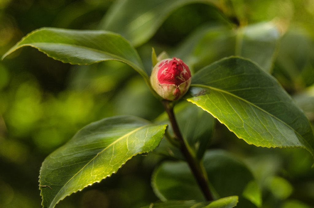Camellia Bud by fbailey