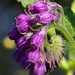Comfrey by jacqbb