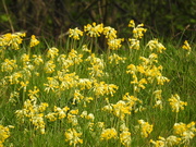 17th Apr 2019 - Cowslips