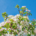 Apple Blossom. by tonygig