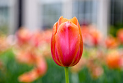 19th Apr 2019 - Tulips