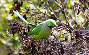 19th Apr 2019 - Ring-necked parakeet