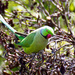 Ring-necked parakeet by peadar
